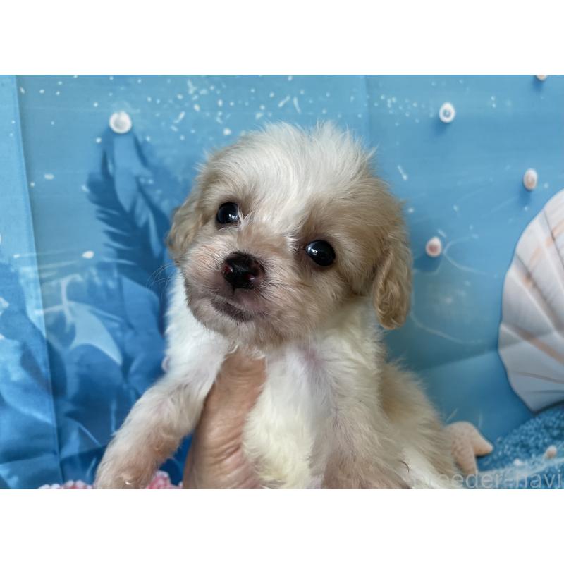 販売中の北海道のミックス犬-409969の7枚目