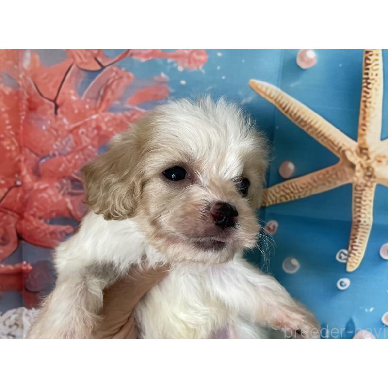 販売中の北海道のミックス犬-409969の6枚目