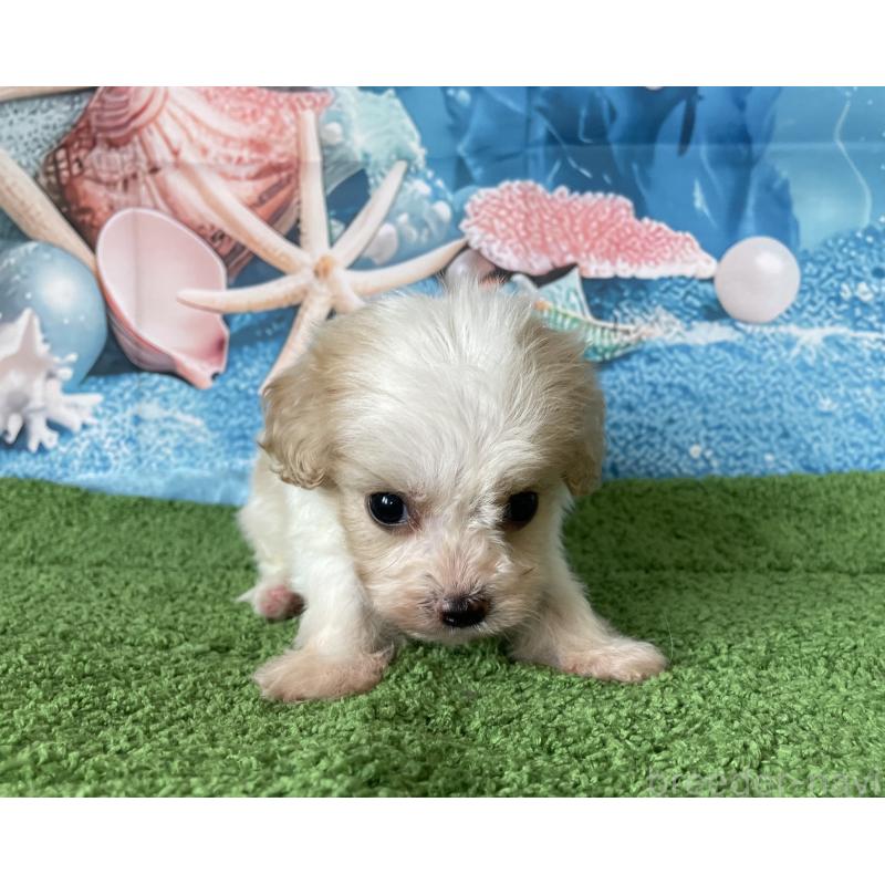 販売中の北海道のミックス犬-409969の5枚目