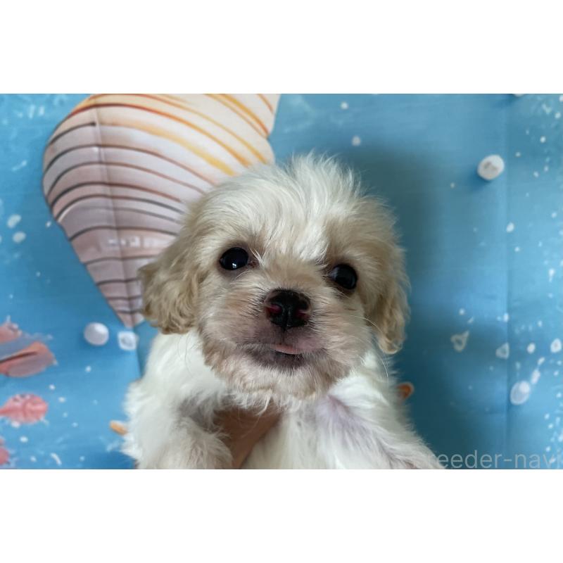 販売中の北海道のミックス犬-409969の4枚目