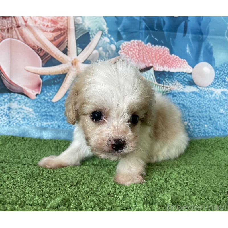 販売中の北海道のミックス犬-409969の3枚目