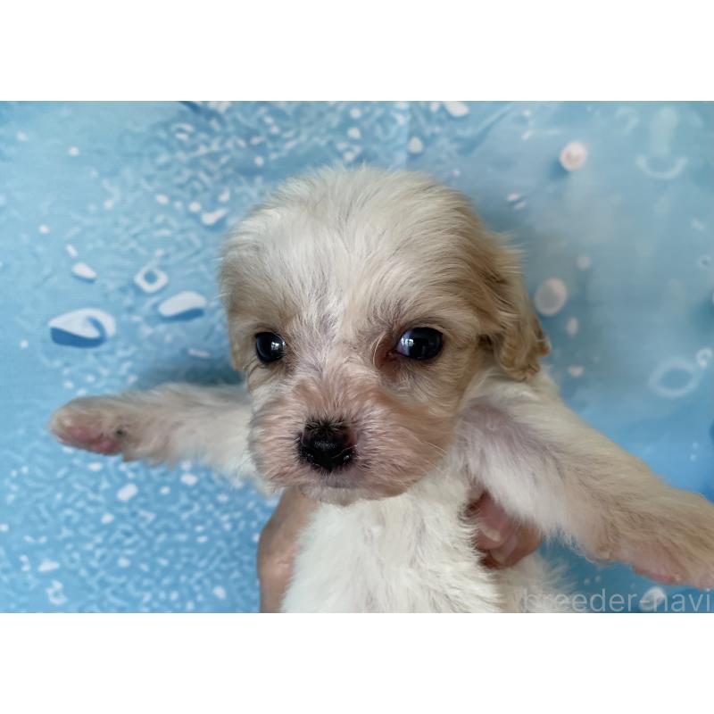 販売中の北海道のミックス犬-409970の7枚目