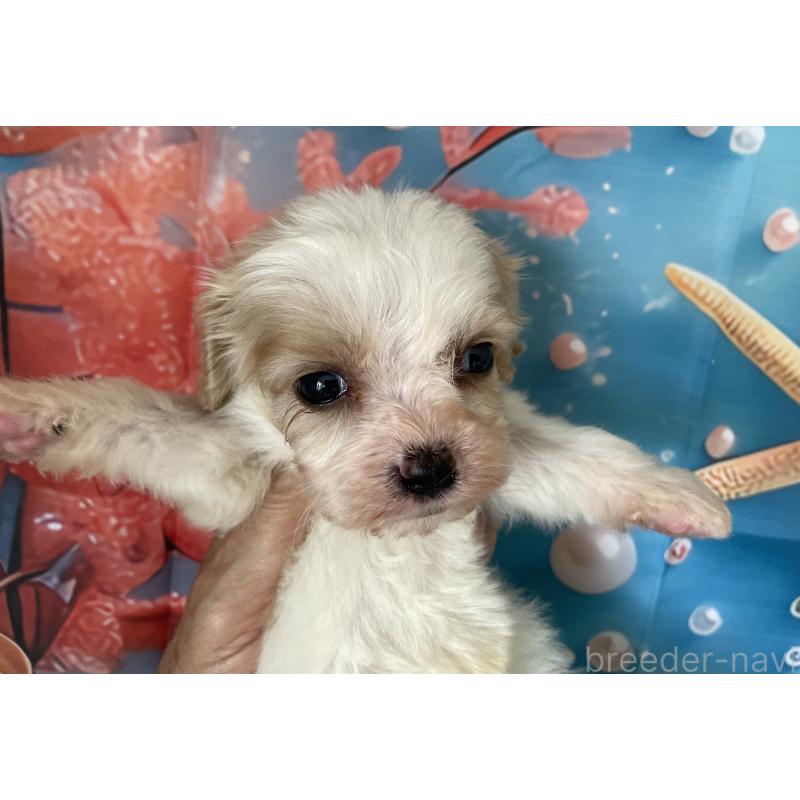 販売中の北海道のミックス犬-409970の6枚目
