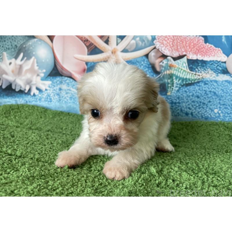 販売中の北海道のミックス犬-409970の5枚目