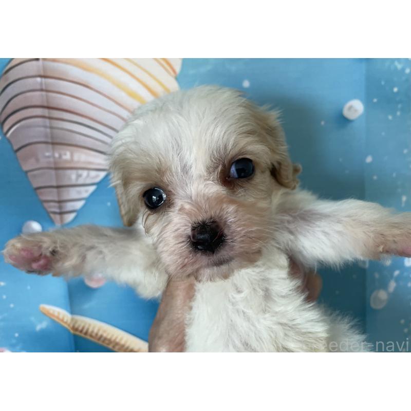 販売中の北海道のミックス犬-409970の4枚目