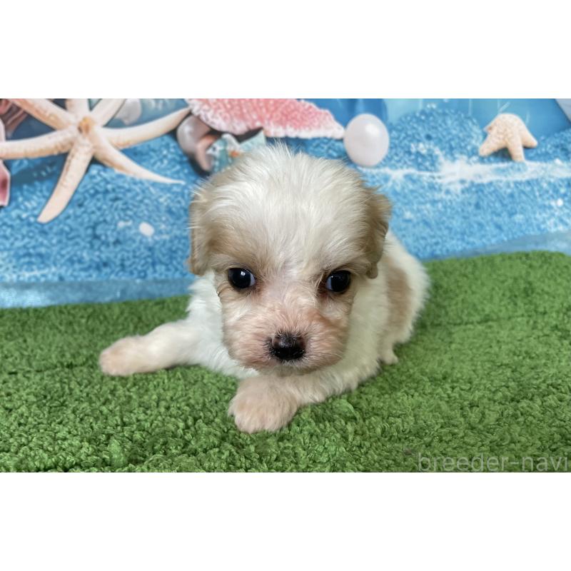 販売中の北海道のミックス犬-409970の3枚目