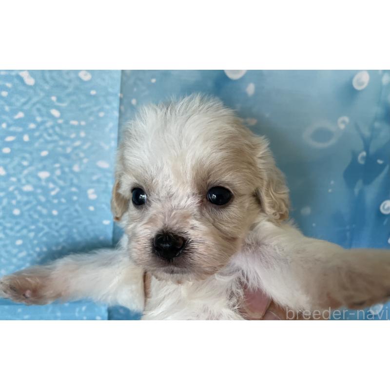 販売中の北海道のミックス犬-409972の6枚目
