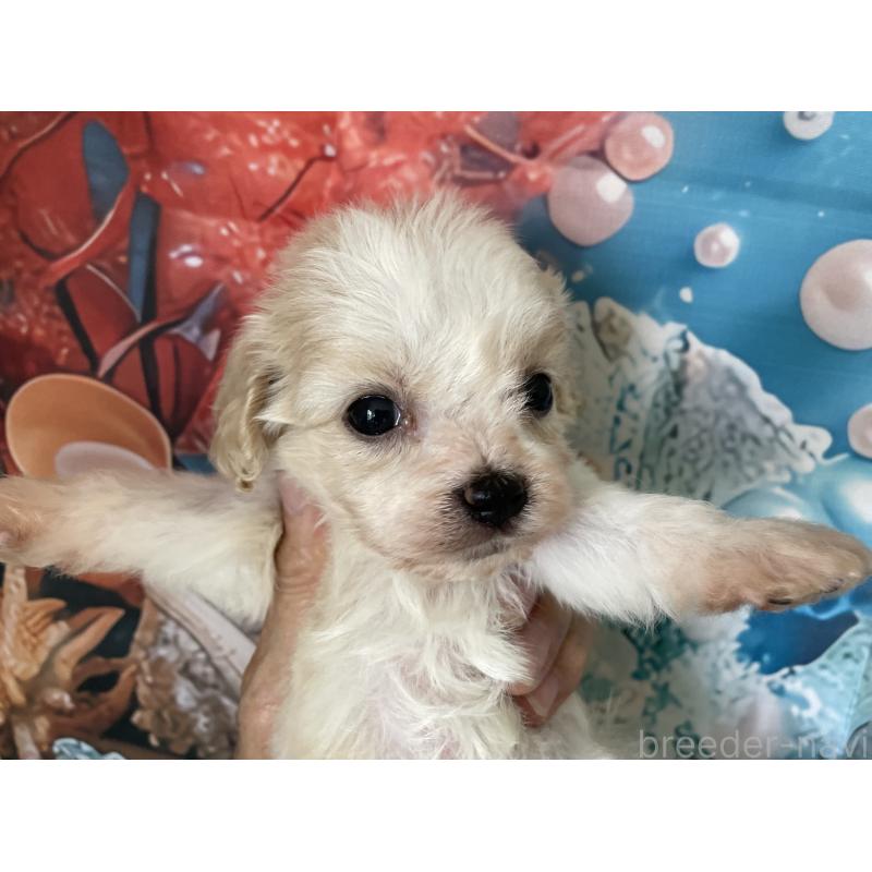 販売中の北海道のミックス犬-409972の5枚目