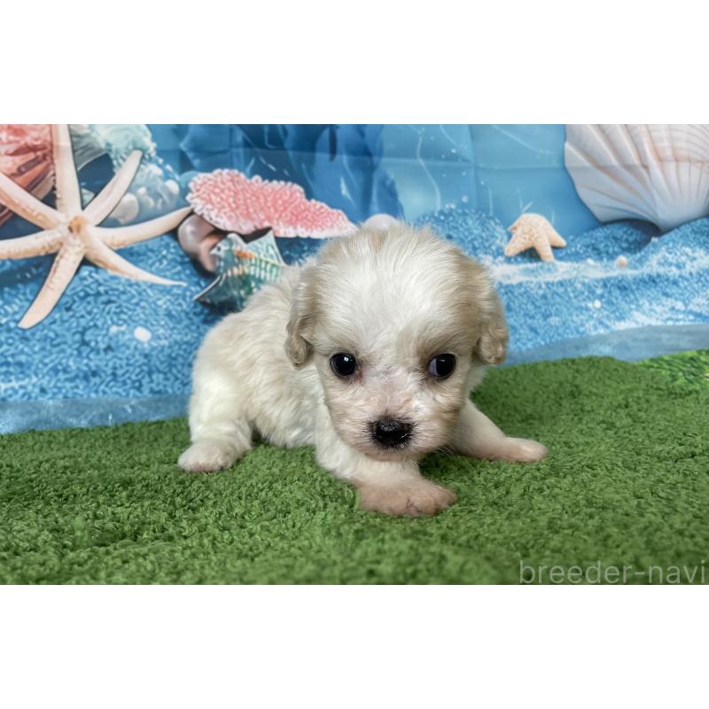 販売中の北海道のミックス犬-409972の4枚目
