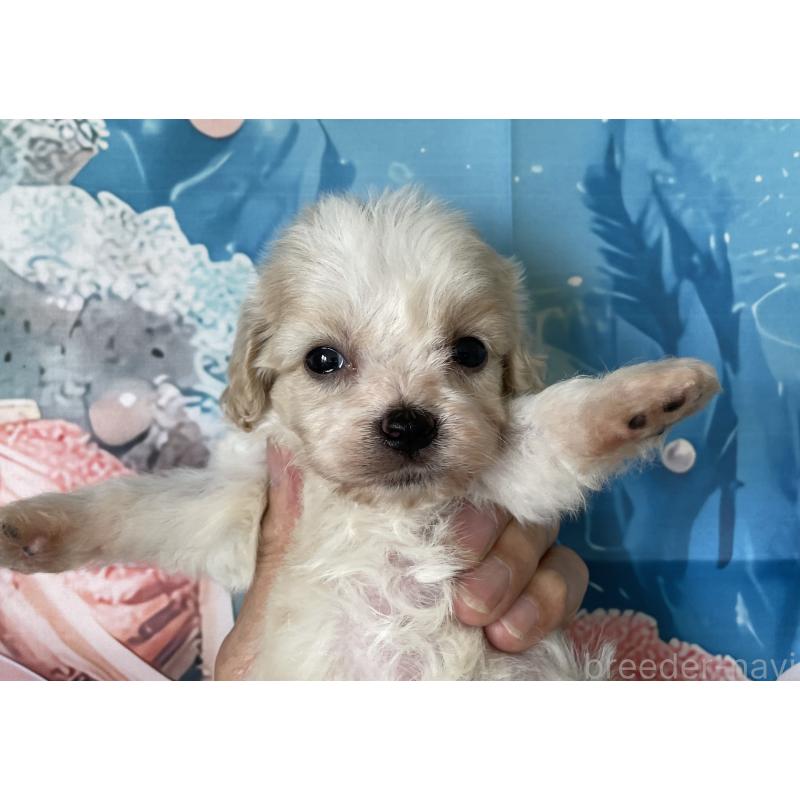 販売中の北海道のミックス犬-409972の3枚目