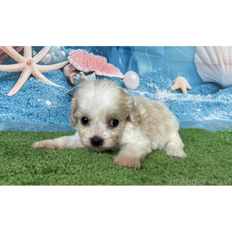 販売中の北海道のミックス犬-409972の2枚目