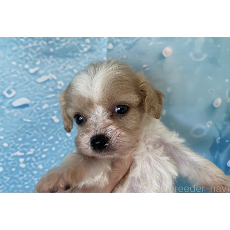販売中の北海道のミックス犬-409974の6枚目