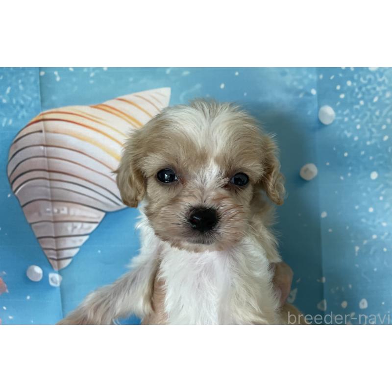 販売中の北海道のミックス犬-409974の4枚目