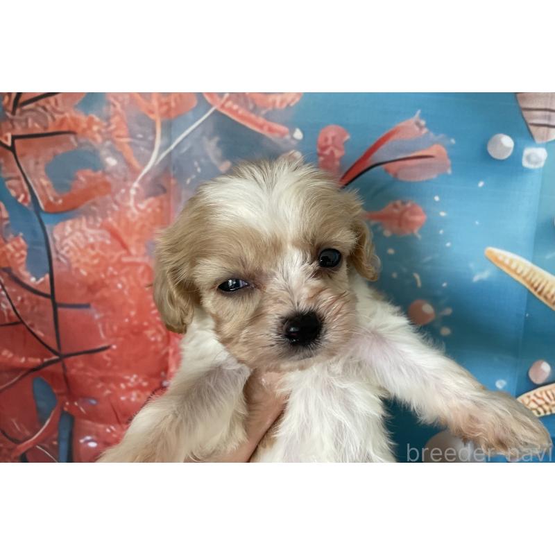 販売中の北海道のミックス犬-409974の3枚目