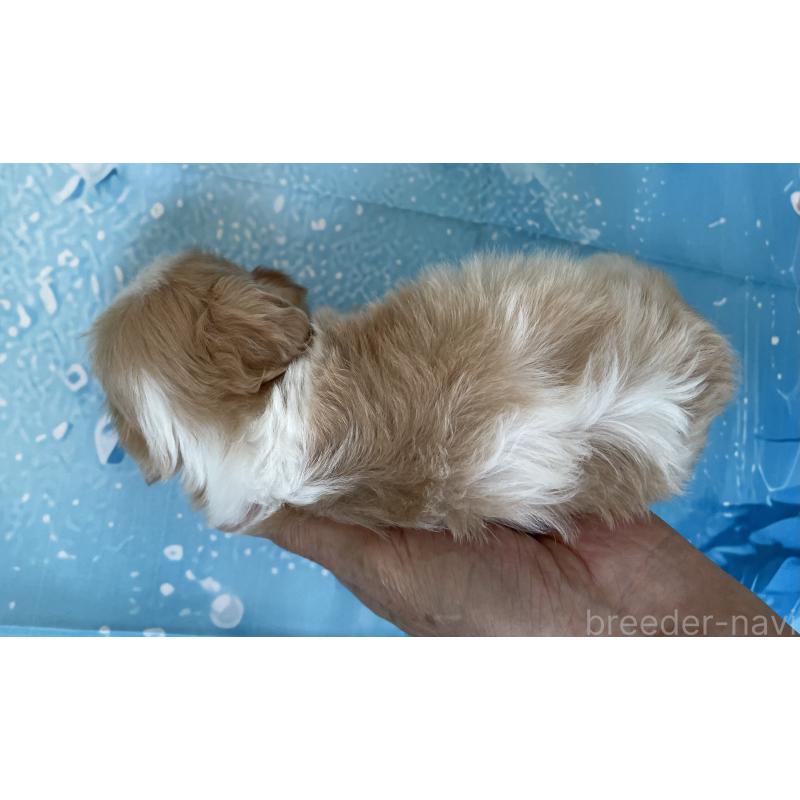 販売中の北海道のミックス犬-409974の2枚目