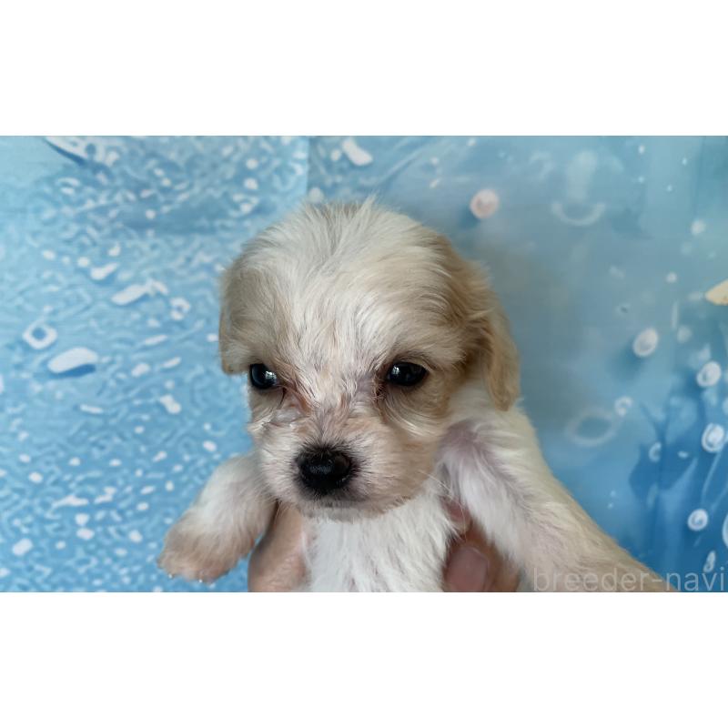 販売中の北海道のミックス犬-409976の8枚目
