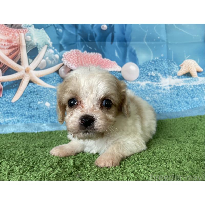 販売中の北海道のミックス犬-409976の7枚目