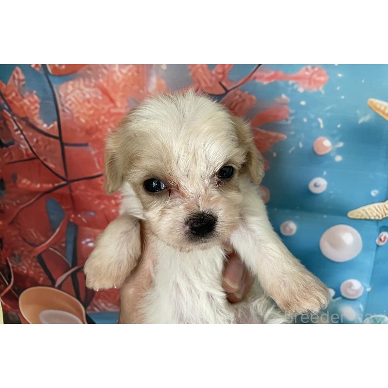販売中の北海道のミックス犬-409976の6枚目