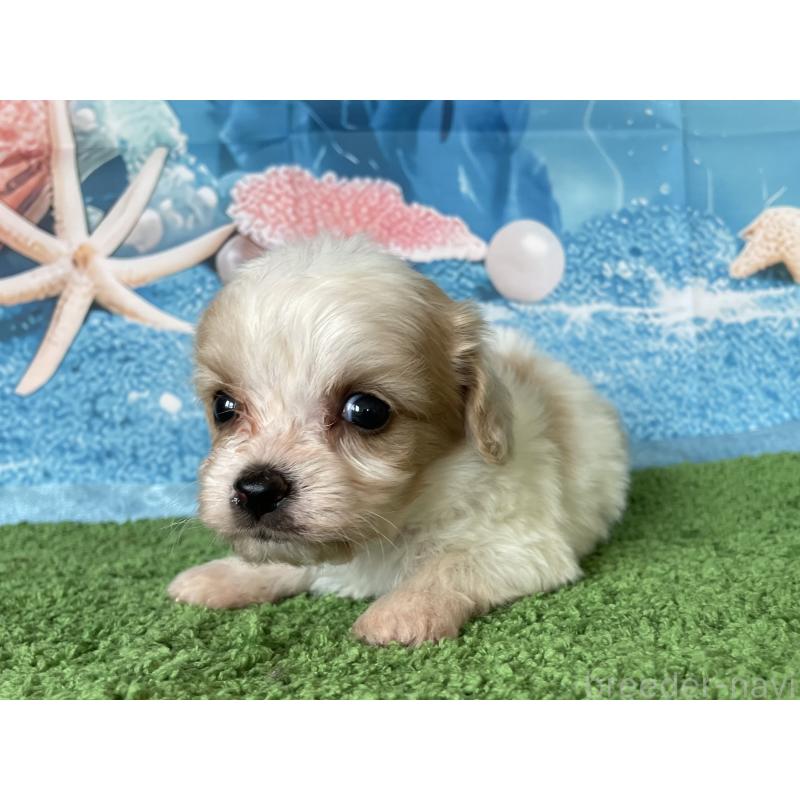 販売中の北海道のミックス犬-409976の5枚目