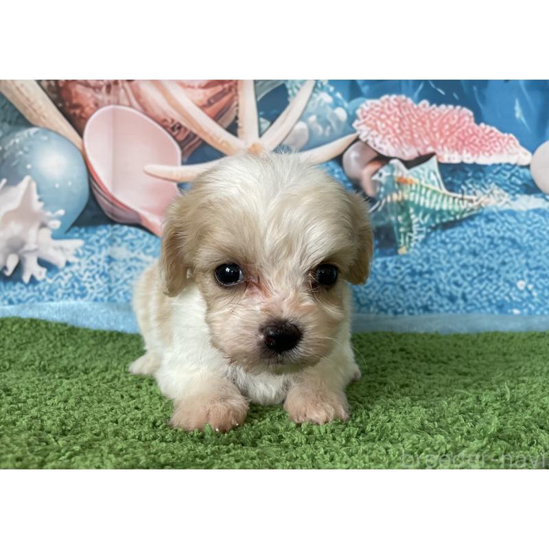販売中の北海道のミックス犬-409976の4枚目