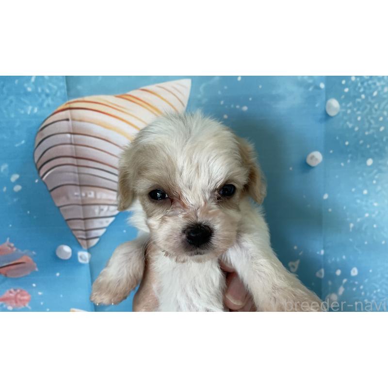 販売中の北海道のミックス犬-409976の3枚目