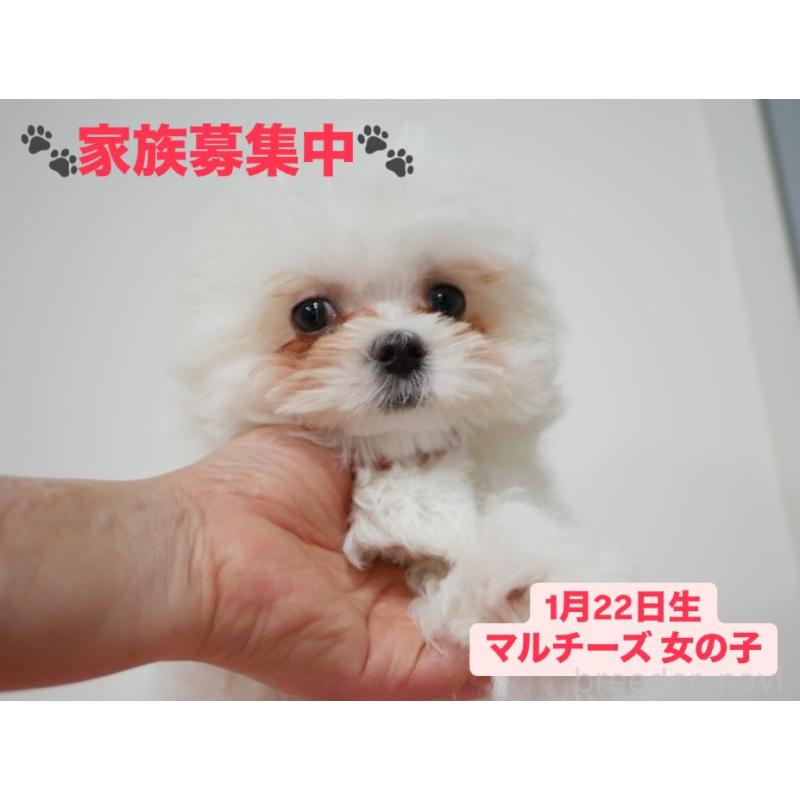 販売中の宮崎県のマルチーズ-409985の5枚目