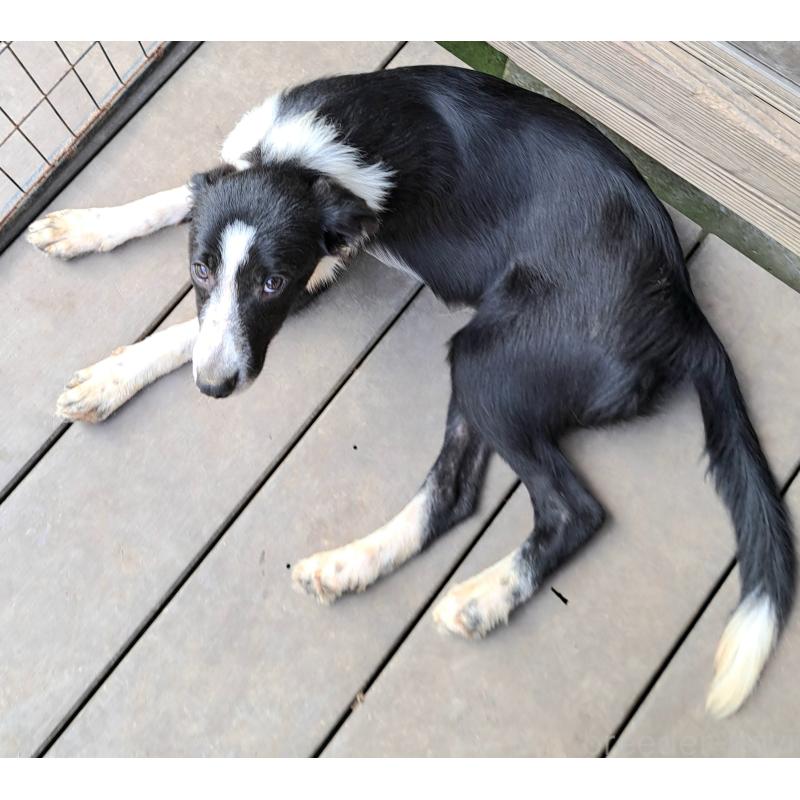 成約済の千葉県のミックス犬-388039の9枚目