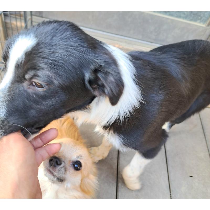 成約済の千葉県のミックス犬-388039の8枚目