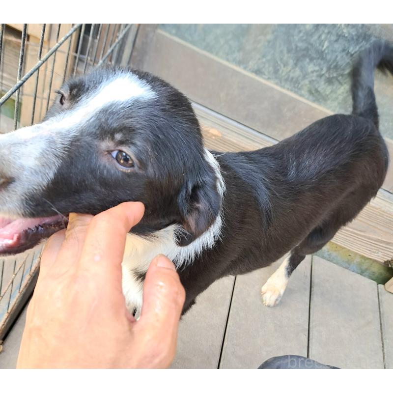 成約済の千葉県のミックス犬-388039の7枚目