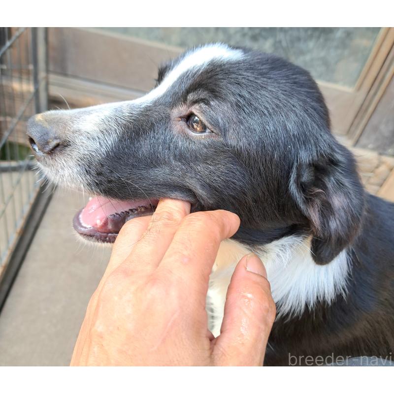 成約済の千葉県のミックス犬-388039の6枚目