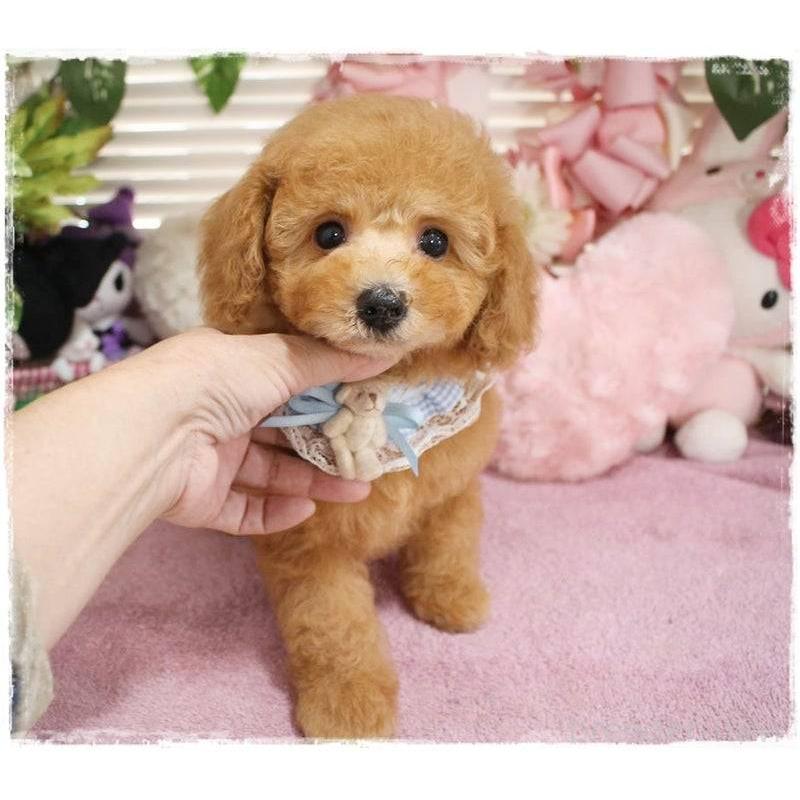 販売中の岡山県のトイプードル-410010の7枚目
