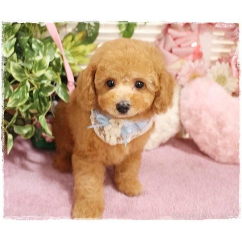 販売中の岡山県のトイプードル-410010の6枚目