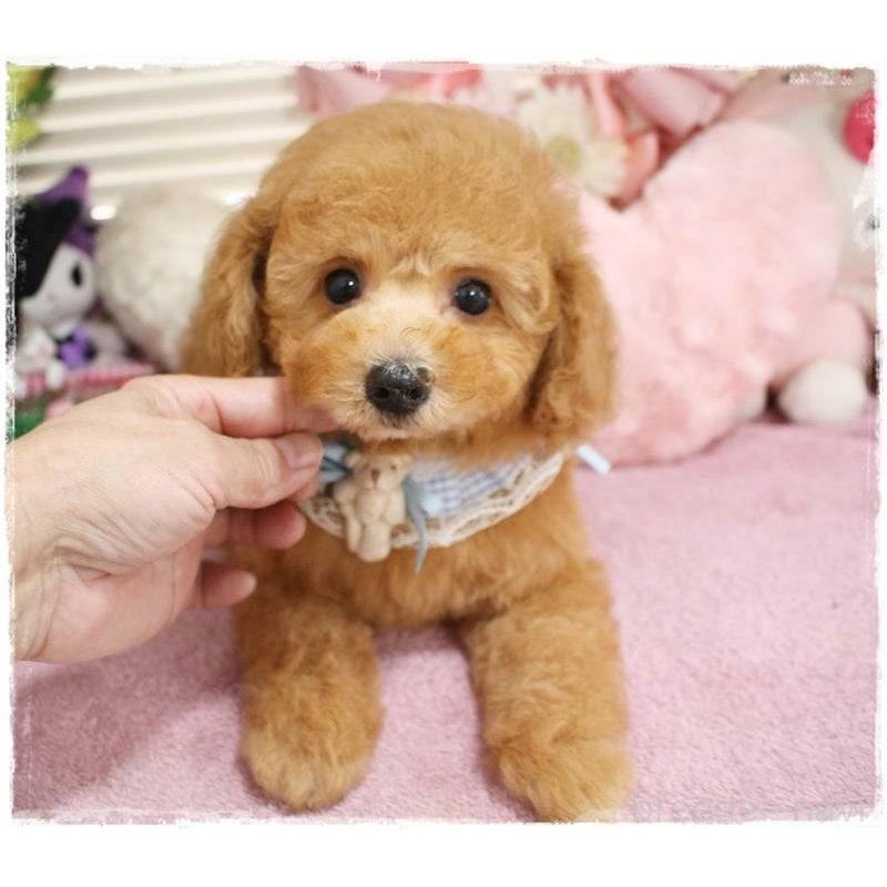 販売中の岡山県のトイプードル-410010の5枚目