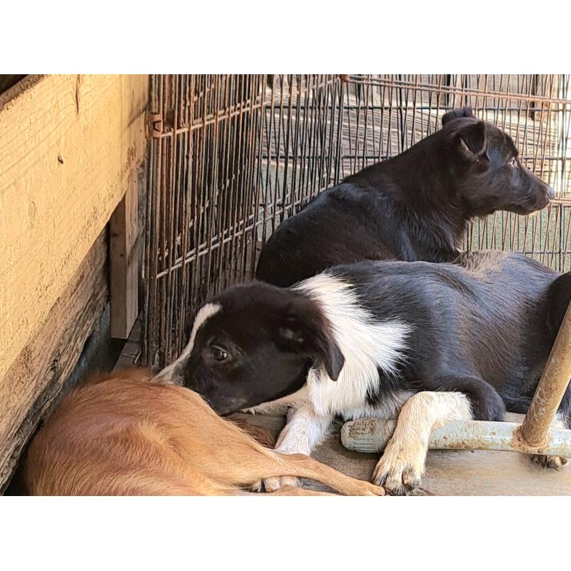 成約済の千葉県のミックス犬-388039の4枚目