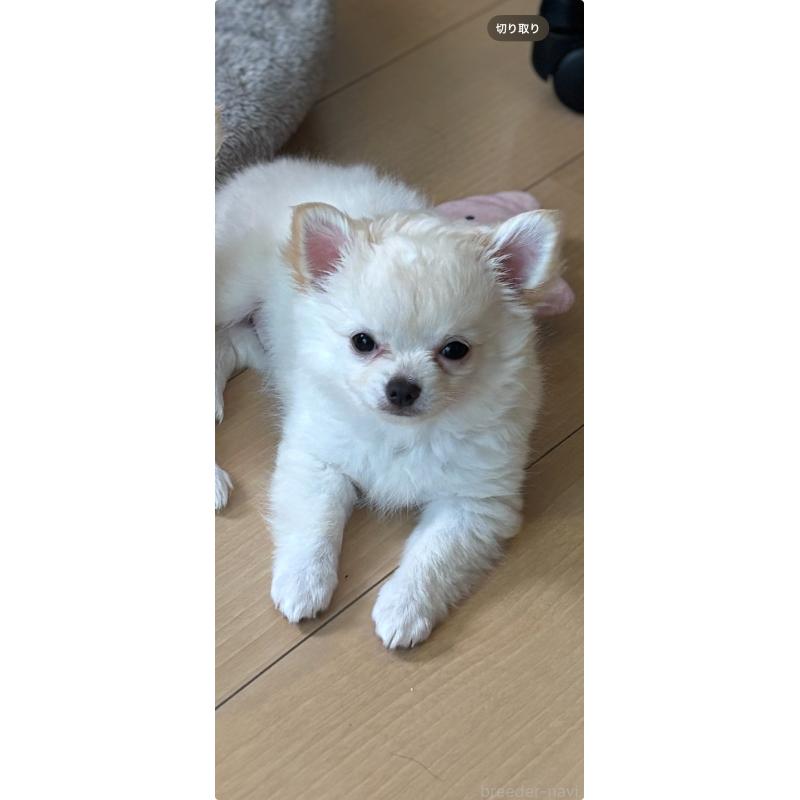 成約済の岐阜県のチワワ(ロングコート)-408096の3枚目