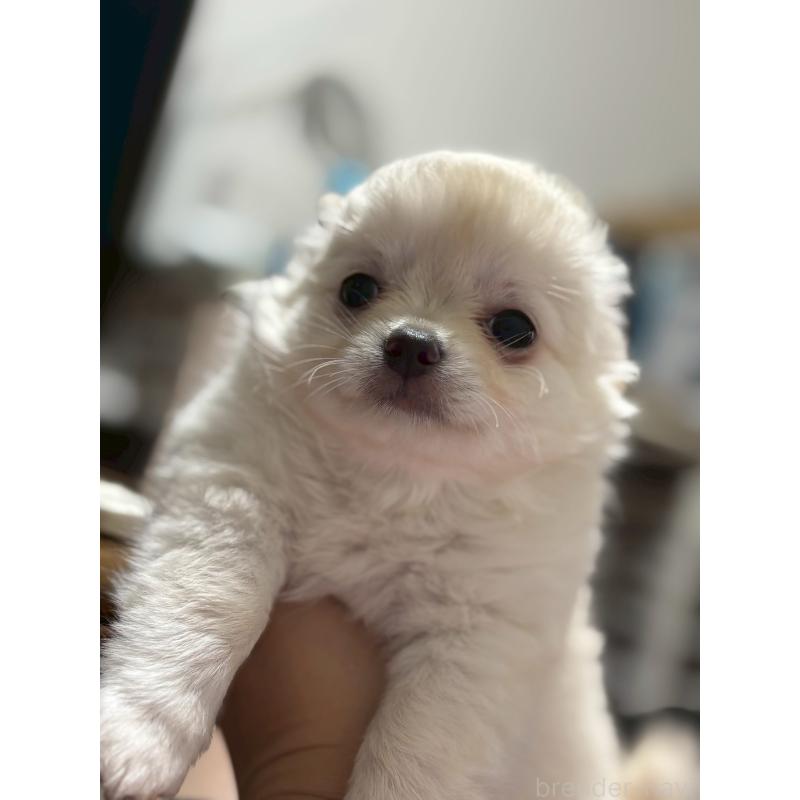 成約済の岐阜県のチワワ(ロングコート)-408096の2枚目