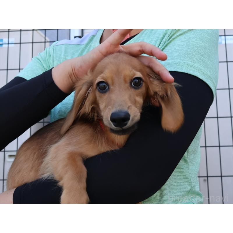 販売中の愛知県のミニチュアダックスフンド(ロングヘアード)-392385の5枚目
