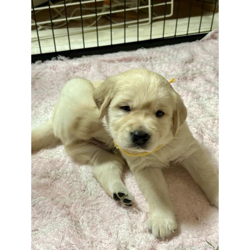 成約済の大阪府のミックス犬-405630の2枚目