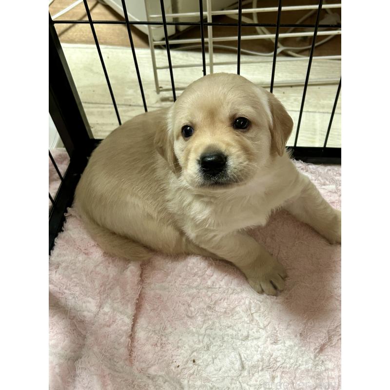 成約済の大阪府のミックス犬-405631の2枚目