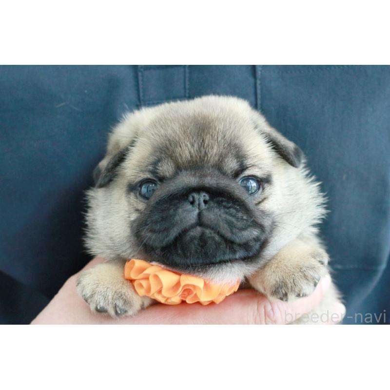 成約済の京都府のパグ-407372の7枚目