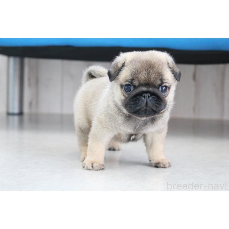 成約済の京都府のパグ-407372の6枚目