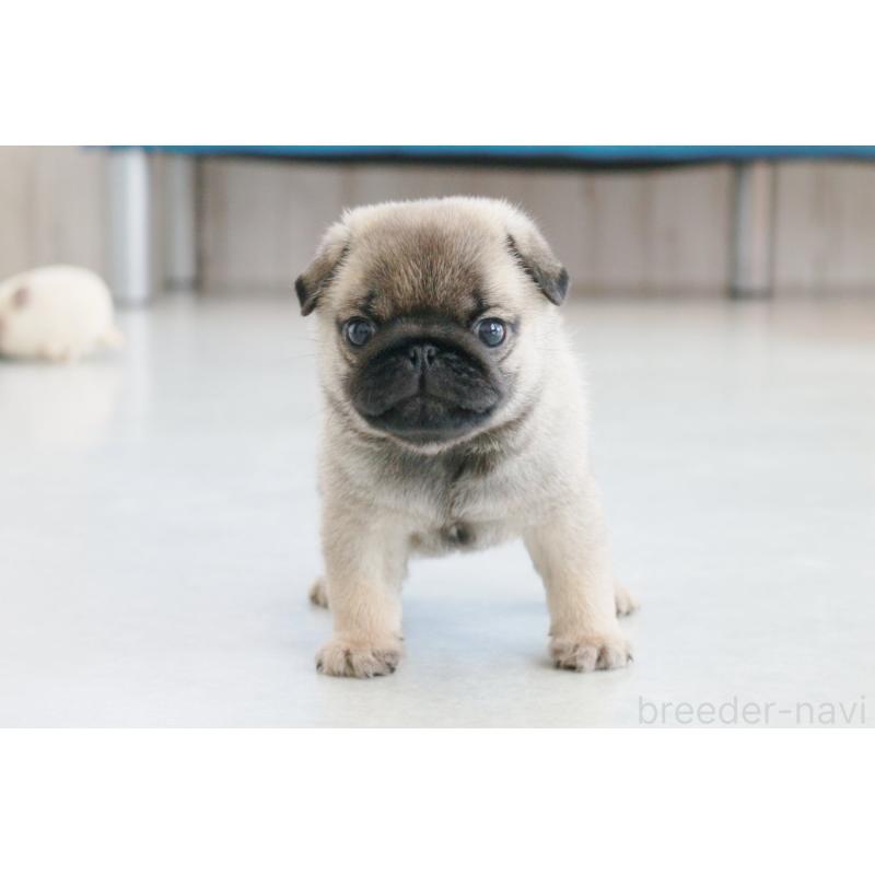 成約済の京都府のパグ-407372の5枚目