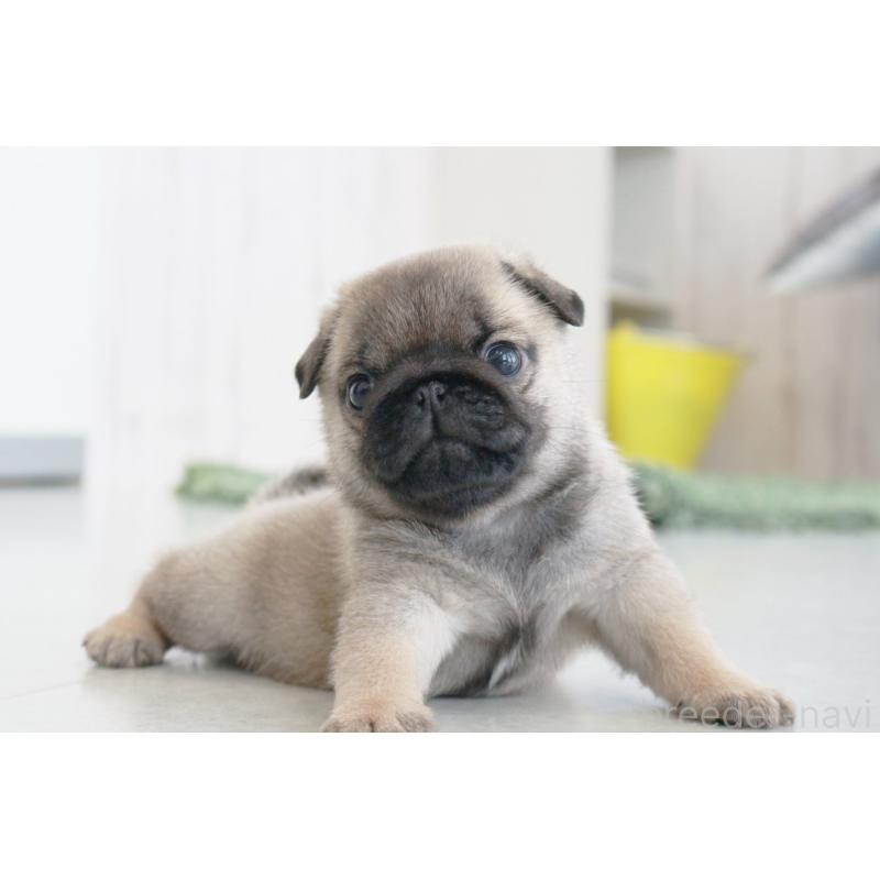 成約済の京都府のパグ-407372の4枚目