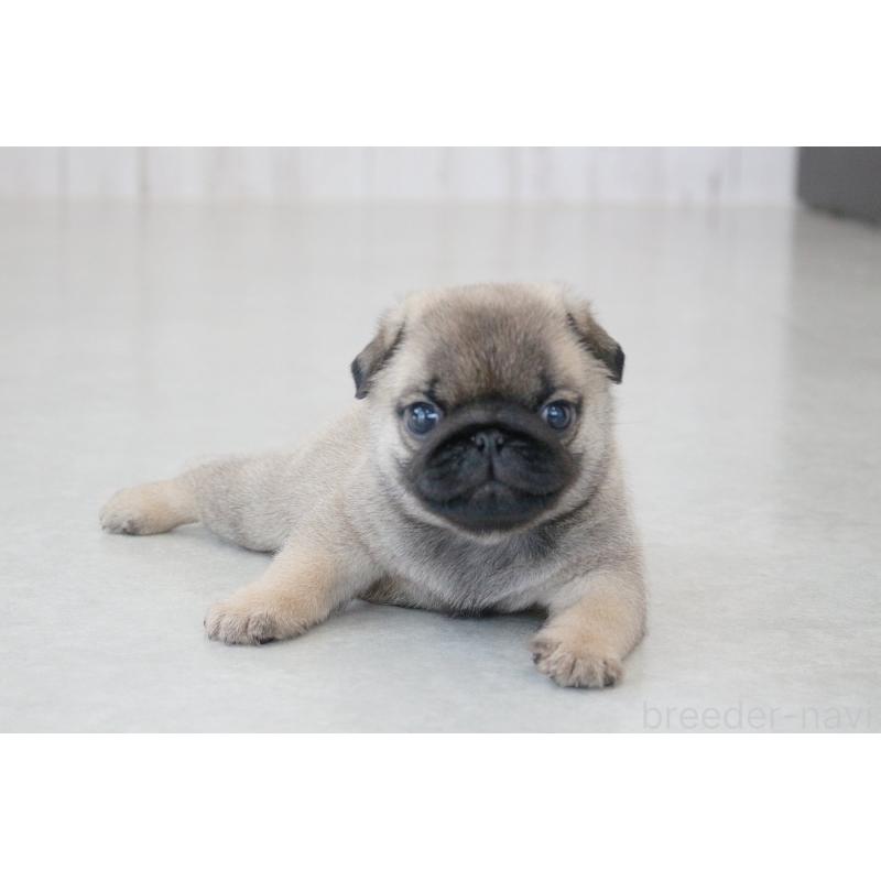 成約済の京都府のパグ-407372の3枚目