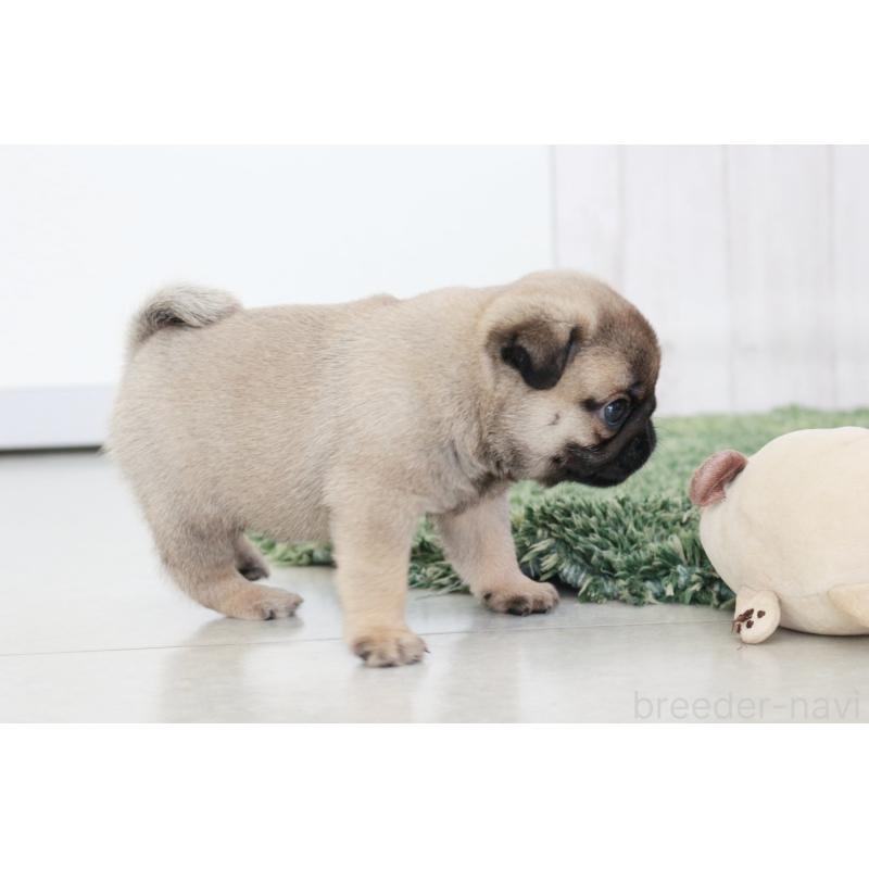 成約済の京都府のパグ-407372の2枚目