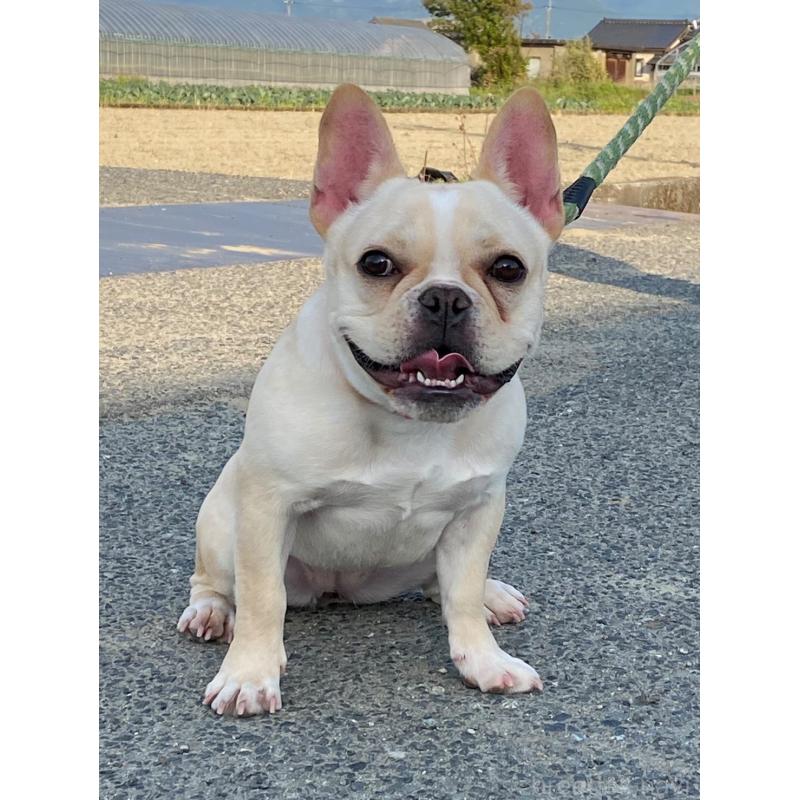 ののフレンチブルドッグ-