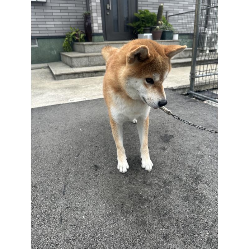 販売中の福岡県の柴犬-409814の3枚目