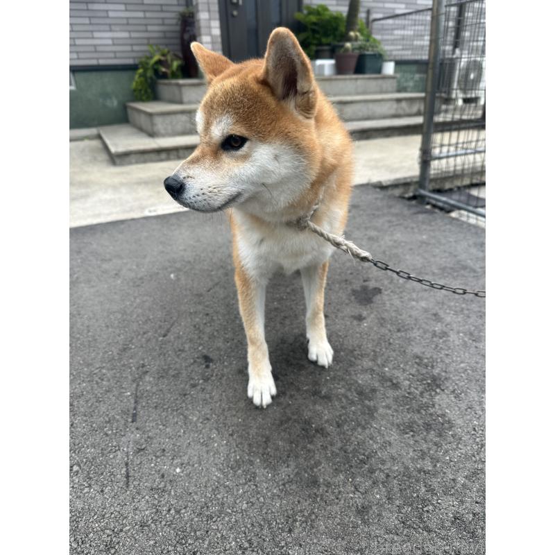 販売中の福岡県の柴犬-409814の2枚目