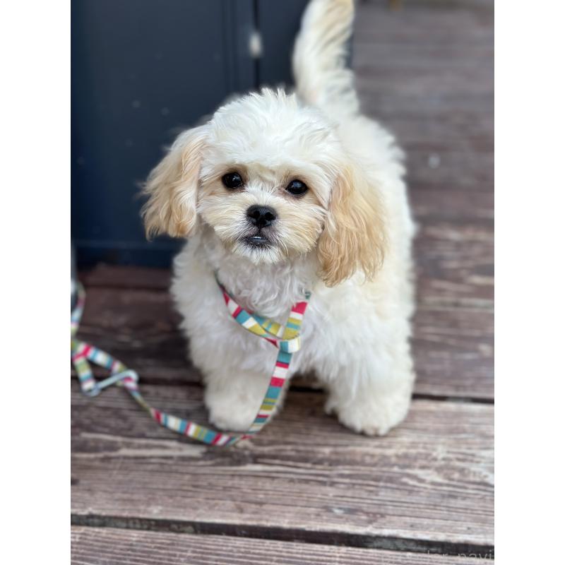 販売中の山口県のミックス犬-409819の3枚目