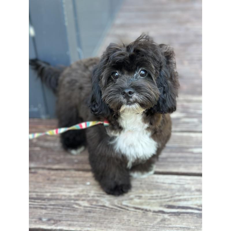 販売中の山口県のミックス犬-409820の3枚目